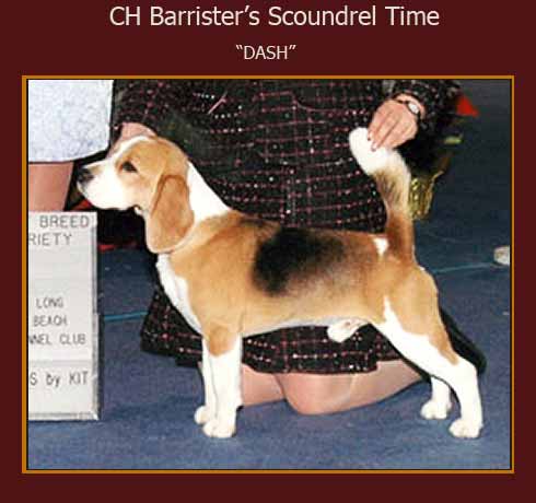 CH Barrister's Scoundrel Time  "Dash"