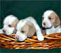 red and white puppies